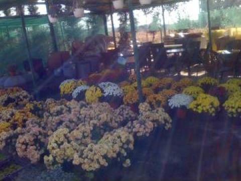 Flori gradina Crizanteme de la Sc Babylon Garden Srl