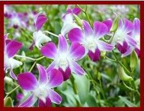Floare Orhidee Dendrobium de la Thai Orchid Network