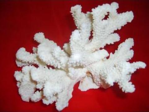 Coral natural de la Acavallo Com