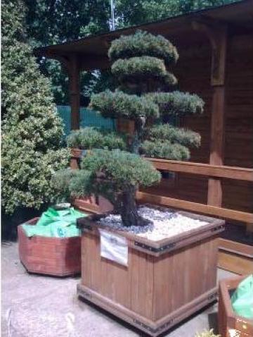 Planta arbust Pinus pentaphylla