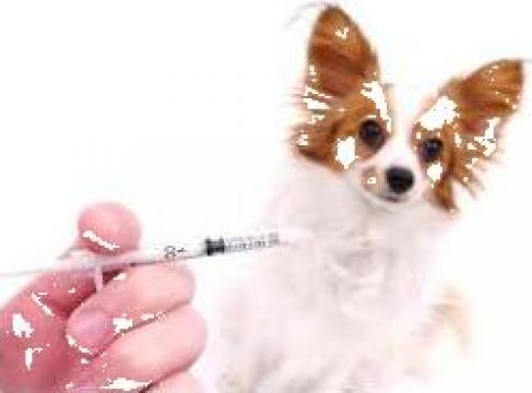 Vaccinare caini