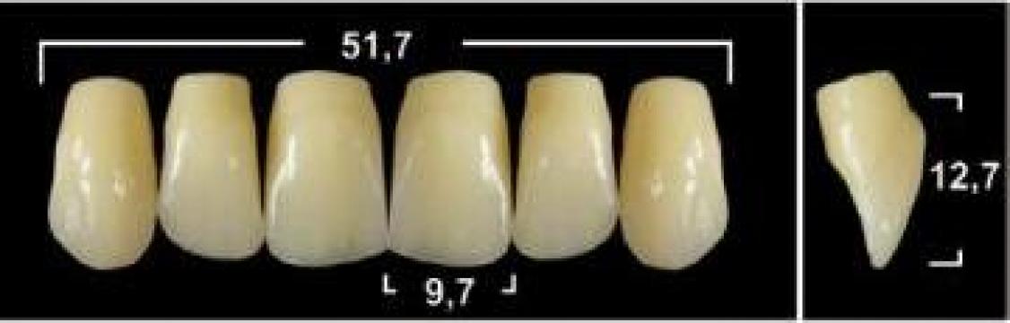 Dinti acrilici Tribos 501 de la Dentitanium