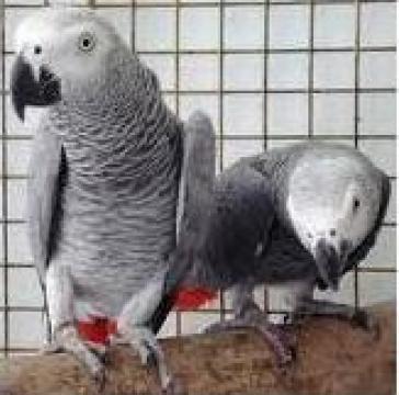 Papagalii gri african Congo