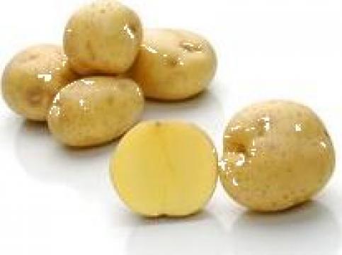 Cartofi pentru chipsuri Opal de la Solana Romania Srl