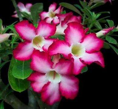 Floare Adenium Obesum de la Floraden