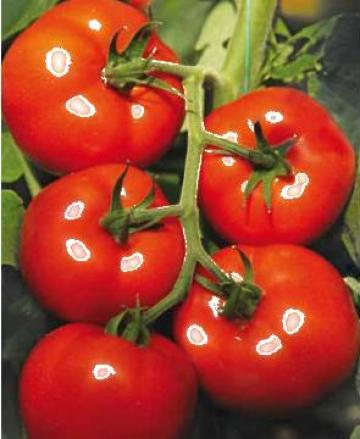 Seminte tomate (rosii) de la Ecoplant Srl