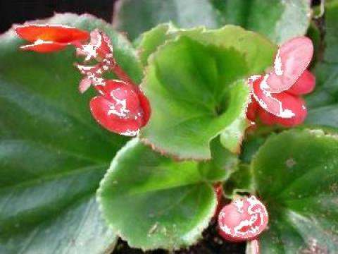 Planta Begonia Semperflorens (Ghetisoare) de la Passiflowers Srl