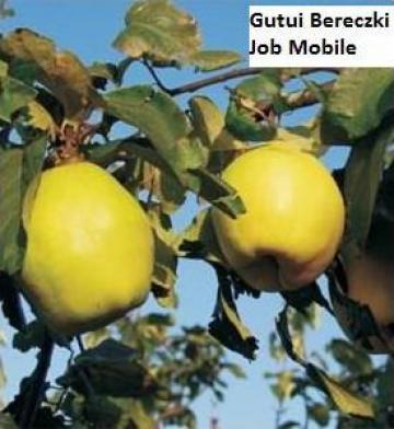 Pom fructifer gutui Bereczki, anul 2, inaltime 1,7m de la Pomi Fructiferi, Arbusti, Vita De Vie