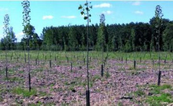 Plasa de protectie anti rozatoare pt. puieti forestieri de la Silvadi Pres Tiii Srl