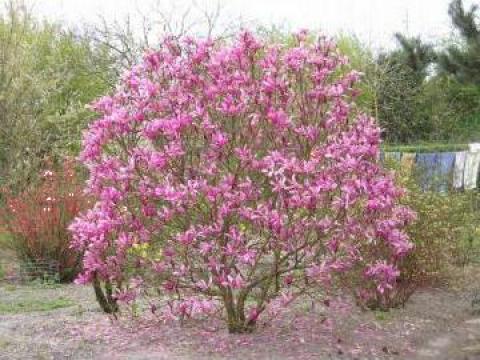 Planta Magnolia de la 