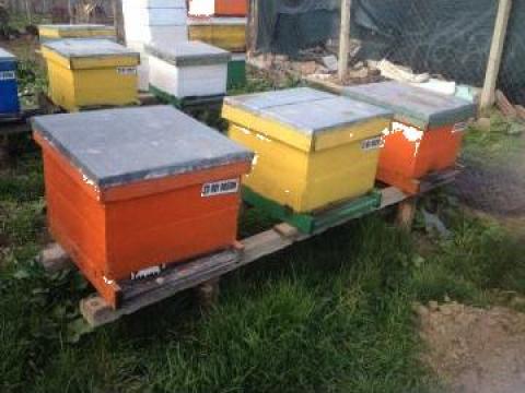 Cutii albine de la 