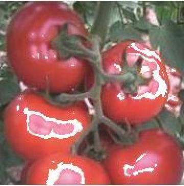 Seminte de tomate Gonul F1 de la Green Garden Srl