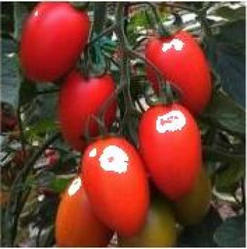 Seminte de tomate Peradur F1 de la Green Garden Srl
