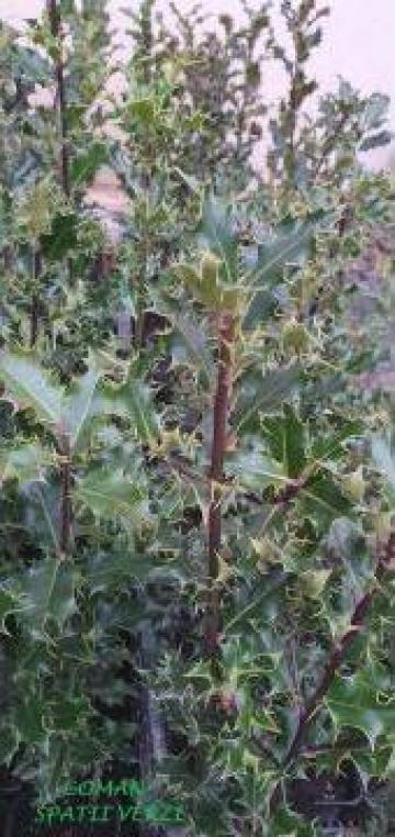 Arbust Ilex Aquifolium, h=40-50 cm de la Coman Spatii Verzi Srl