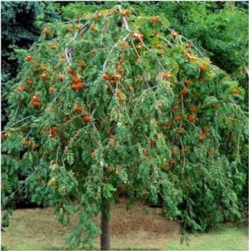 Pom Sorbus aucuparia Pendula, h= ~2,5 m de la Coman Spatii Verzi Srl