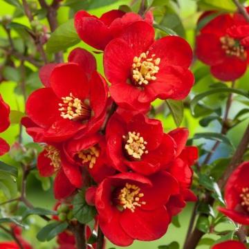 Floare Gutui japonez rosu Fire Dance, in ghiveci de la Florapris Family S.r.l.