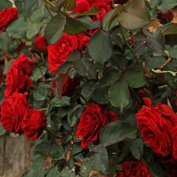 Floare Trandafir urcator rosu in ghiveci de la Florapris Family S.r.l.