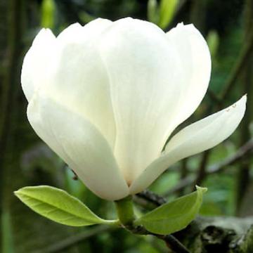 Floare Magnolia soulangeana Lennei alba, 100 cm, la ghiveci