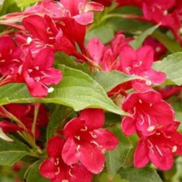 FloareWeigela rosie Bristol Ruby, in ghiveci