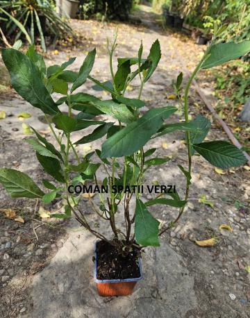 Arbust Clethra alnifolia, h= 40-50 cm