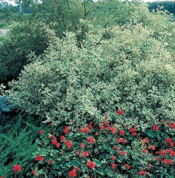 Arbust Cornus Alba Elegantissima, in ghiveci, 60-80 cm