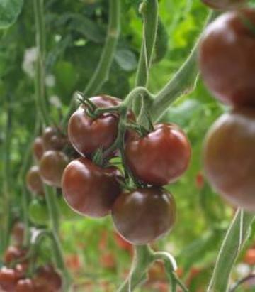 Seminte de tomate kumato Olmeca F1 (500 seminte) de la Lencoplant Business Group SRL