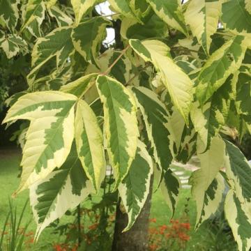 Arbori Acer negundo Aureomarginatum de la Coman Spatii Verzi Srl