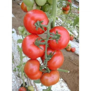 Seminte de tomate Galina F1 (500 seminte) de la Lencoplant Business Group SRL