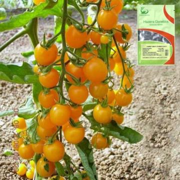 Seminte de tomate galbene Summer Sun F1 - 100 seminte de la Lencoplant Business Group SRL