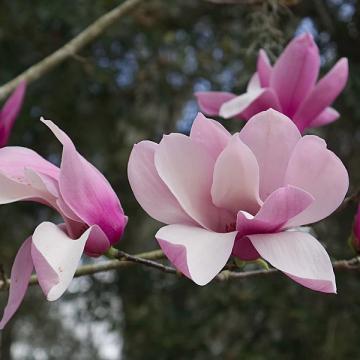 Floare Magnolia soulangeana Ricki la ghiveci, 120-150 cm