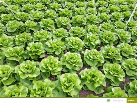Seminte de salata Shangore F1 - 5.000 seminte drajate de la Lencoplant Business Group SRL