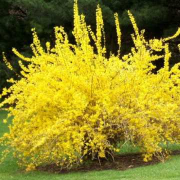 Floare Forsythia, copacul de aur, in ghiveci, cca 50-100 cm
