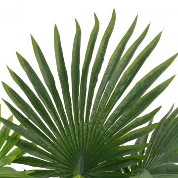 Planta artificiala palmier cu ghiveci, verde, 70 cm de la VidaXL
