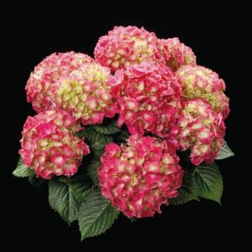Floare Hortensie Schone Bautznerin, in ghiveci de 4-5 l
