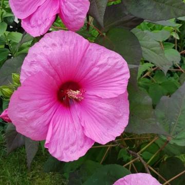Arbust Hibiscus Moscheutos roz la ghiveci de 15 cm