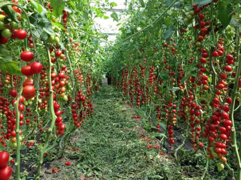 Seminte de tomate nedeterminate, cherry prunisoara, Landolin