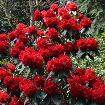Rhododendron Doloroso de 20cm la ghiveci