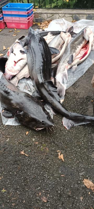 Morun proaspat de la Livnik Fish Trade Srl
