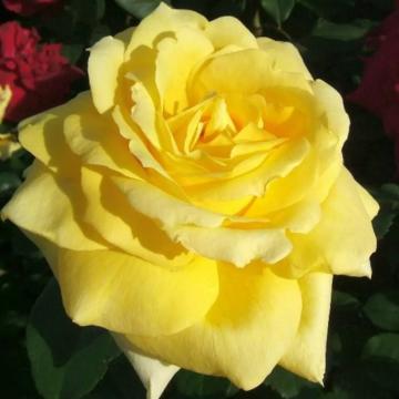Trandafir hibrid Vanila de la Plantland SRL