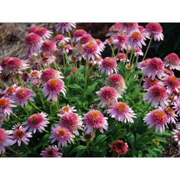 Echinacea purpurie Butterfly Kisses ghiveci mare