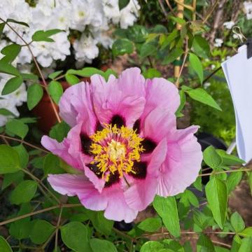 Floare Bujor arbustiv roz la ghiveci, cca 80 cm de la Florapris Family S.r.l.