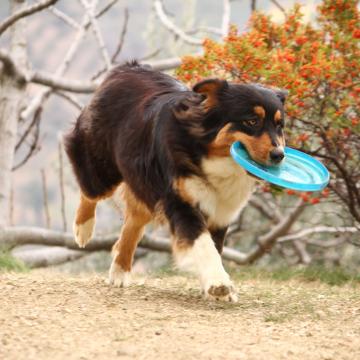 Jucarie Frisbee pentru caini 15 cm de la Plasma Trade Srl (happymax.ro)