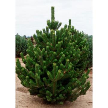 Arbore Pin negru Pinus nigra la ghiveci C2-C3 de la Plantland SRL