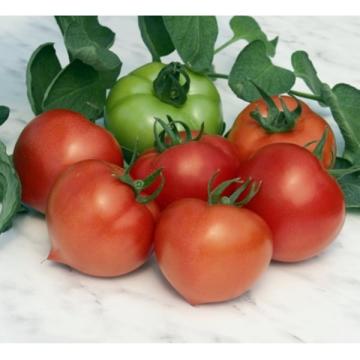 Seminte de tomate Prekos F1 - 2.500 seminte de la Lencoplant Business Group SRL