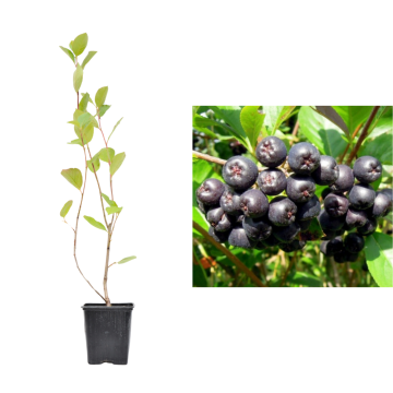 Planta fructifera Aronia Amit de 25-30 cm la ghiveci de la Plantland SRL