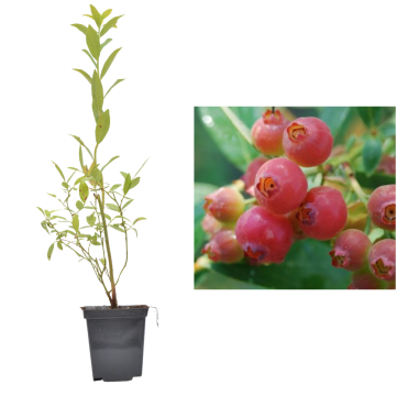 Afin roz de 20-30 cm la ghiveci de la Plantland SRL