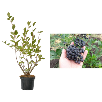 Planta fructifera Aronia Amit de 25-30 cm la ghiveci C2-C3