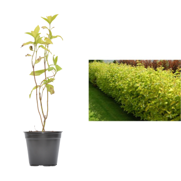 Arbust Corn Aurea (Cornus alba Aurea) de 20-30 cm la ghiveci de la Plantland SRL