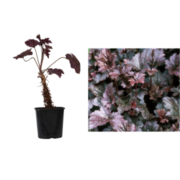 Planta Heuchera micrantha Palace Purple la ghiveci C2-C3