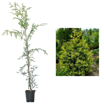 Arbore ornamental Tuia plicata Zebrina de 50 cm la ghiveci de la Plantland SRL